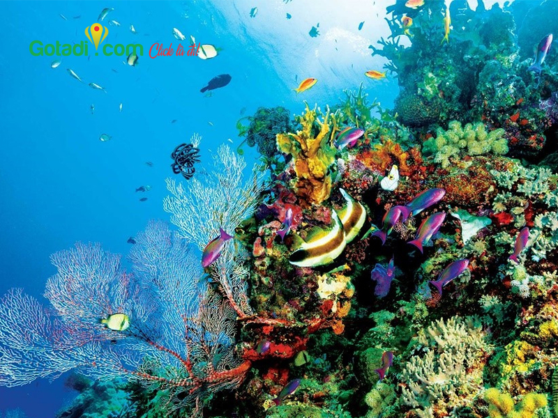 Thế giới xinh đẹp dưới lòng biển ở Great Barrier Reef