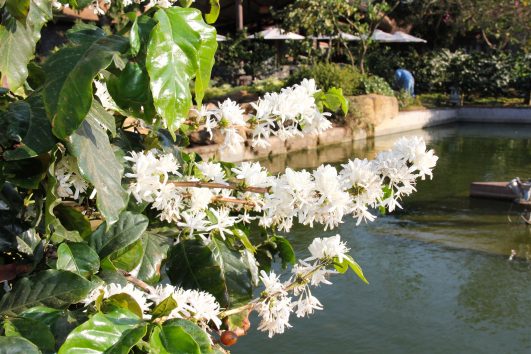 Buôn Ma Thuột