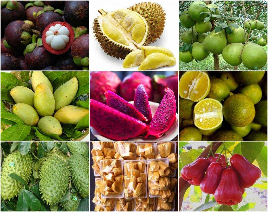 Đặc sản trái cây Cần Thơ ngon ngọt hấp dẫn