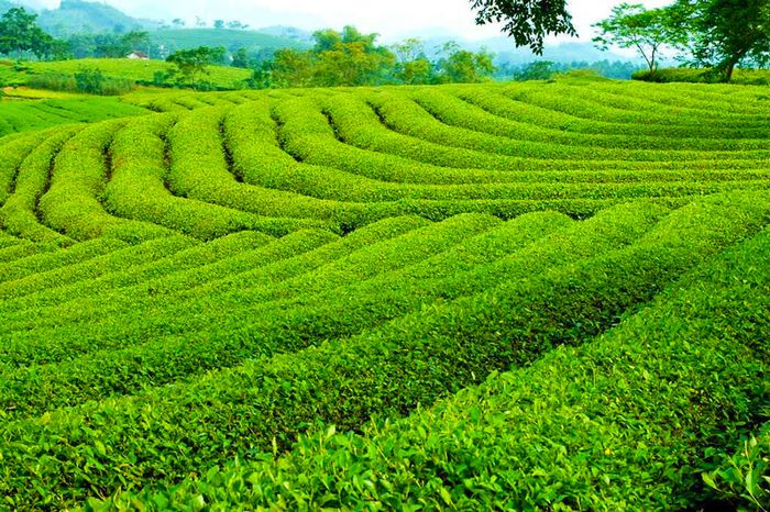 Đồi chè Cầu Đất là nơi sản xuất và cung cấp các loại trà
